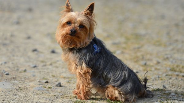 Йоркширский терьер